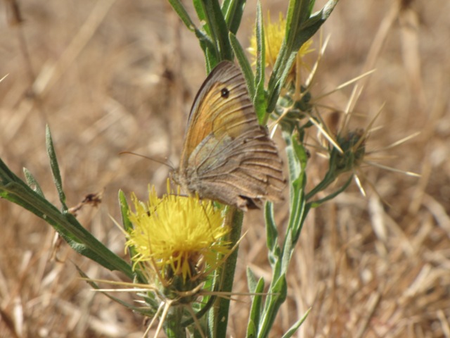 Hyponephele lupina m.
